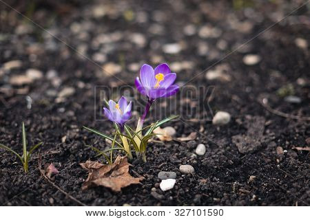 Blooming Purple Crocuses Crocus Veluchensis In Early Spring. Spring Background.