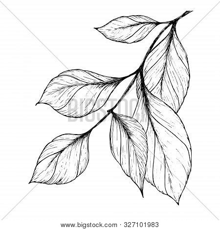 Branch With Leaves. Hand Drawn With A Black Pen. Trace In Vector. Black And White Illustration.
