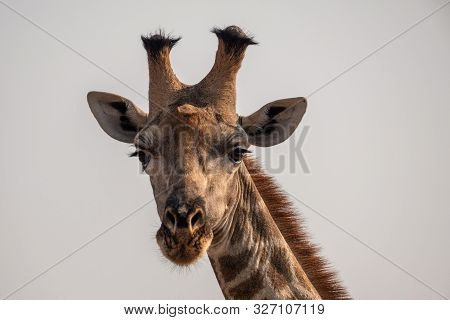 Close-up Head Of A Male Giraffe, Isolated In Moremi Game Reserve, Botswana