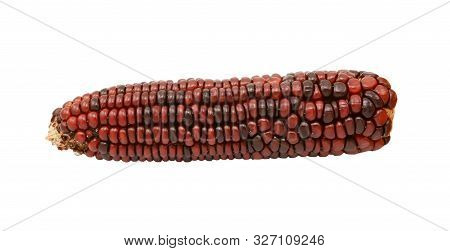 Ornamental Sweetcorn Cob With Dark Red And Brown Niblets, Isolated On A White Background