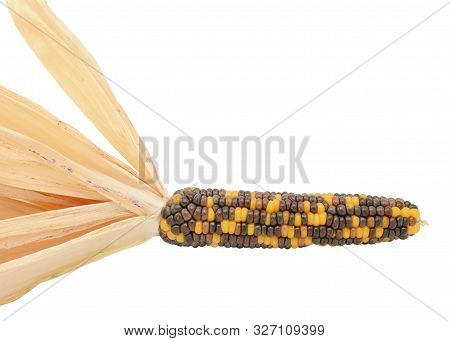 Ornamental Maize Cob - Fiesta Sweetcorn - With Black, Brown And Yellow Niblets And Pale Dried Husks,