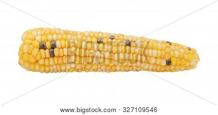Ornamental Fiesta Sweetcorn Cob Dotted With Hard White And Black Niblets, Isolated On A White Backgr