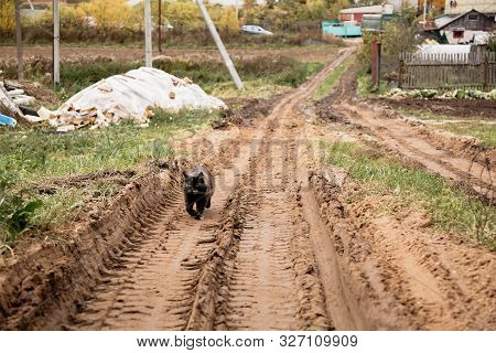 Rural Landscape Of Countryside With Dirt Wet Road And Lonely Cat