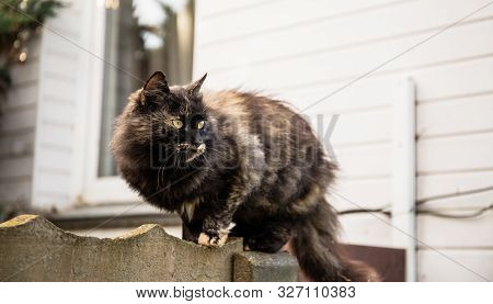 The Cat Sits On The Fence And Carefully Looks At The Prey: A Mouse, Bird Or Rat