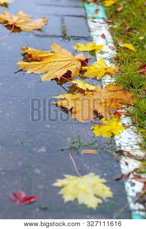 On The Street. Maple Leaf Lies In A Puddle. It's Raining. Autumn. A White Stripe Separates The Sidew