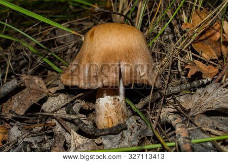 Cortinarius Mushroom. Mushroom Grows In A Dark Dense Oak Forest. Mushroom Closeup. Soft Selective Fo