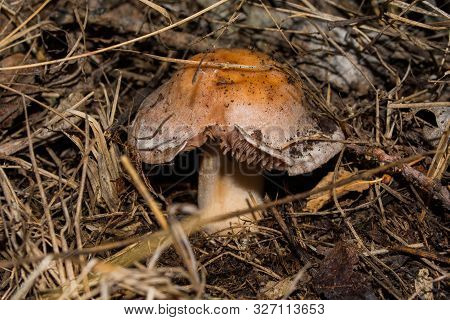 Cortinarius Mushroom. Mushroom Grows In A Dark Dense Oak Forest. Mushroom Closeup. Soft Selective Fo