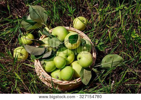 Fresh Ripe Apples In Basket On The Green Grass. Harvesting Concept