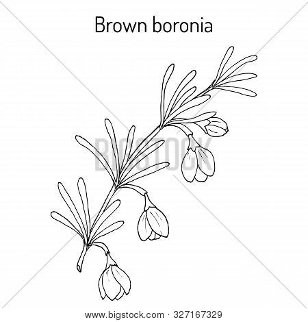 Brown Boronia B. Megastigma , Medicinal Plant. Hand Drawn Botanical Vector Illustration