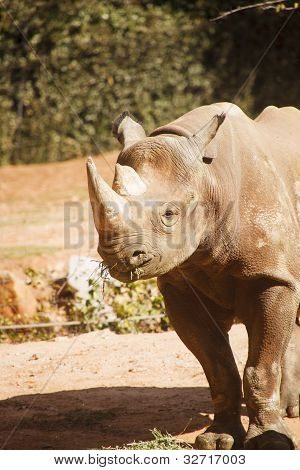 Rhinocerous Gras kaute