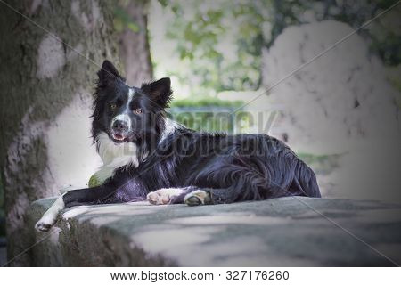 Funny Portrait Of A Puppy Border Collie On A Stone Table