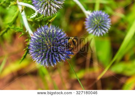 View Of A Beautiful Bumblebee Sitting On A Blue Flower Eryngium In The Summer