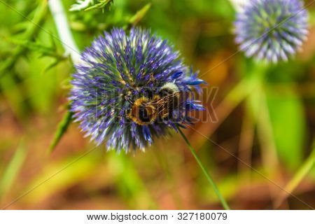 View Of A Beautiful Bumblebee Sitting On A Blue Flower Eryngium In The Summer