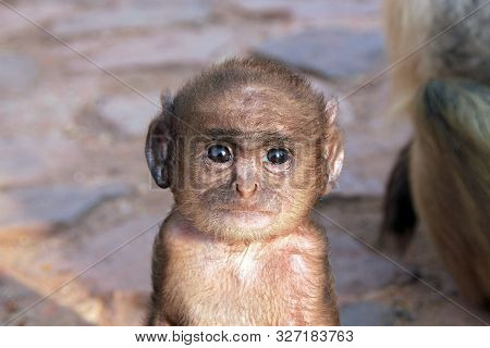 Baby Of Gray Langur (semnopithecus Entellus, Aka Common Langur) Looking Into The Camera. Ranthambore