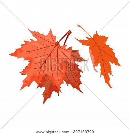 Senescent Falling Red Leaves Of Maple Tree Or Shrub. National Symbol Of Canada. Beautiful Autumn Nat