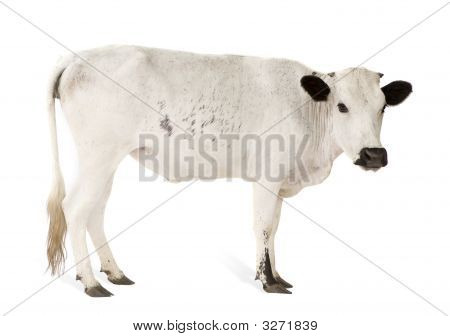 Mucche africane