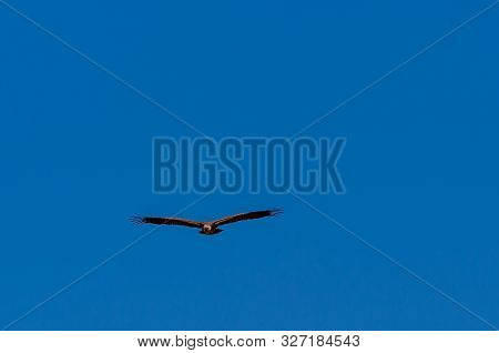 A White-headed Vulture -trigonoceps Occipitalis- Circling Over Etosha National Park, Namibia.