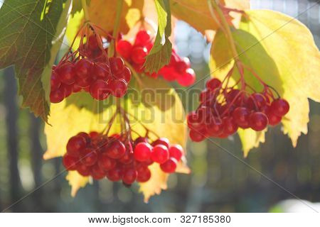 Branch Of Red Viburnum In The Garden, Viburnum Berry And Leaves.