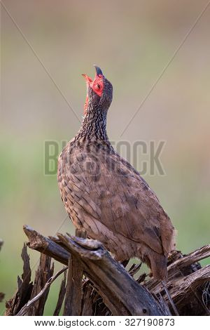 Swainson’s Francolin Sitting On A Low Dead Tree In The Morning Sun And Call To Mark Territory