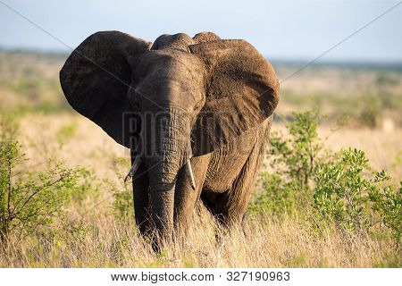 Lone Huge Elephant Bull Walking Through The Bush