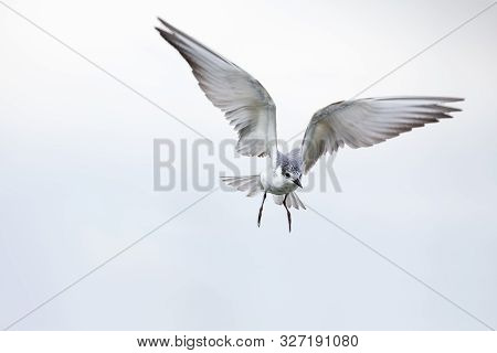 Whiskered Tern In Flight On Cloudy Day With Spread Wings Artistic Conversion