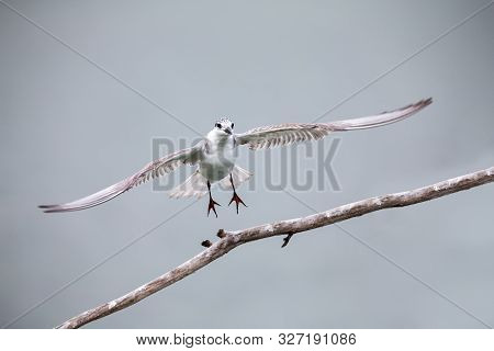 Whiskered Tern In Flight Landing On Branch With Wings Spread