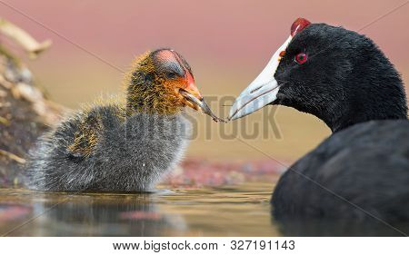 Red-knobbed Coot Chick Is Fed Small Fish By Mother To Gain Strength