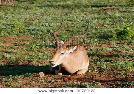 Impala