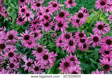 Pyrethrum Is A Persian, Or Pink Daisy, Dalmatian Daisy, Many Bright Pink Flowers Close-up. Colorful 