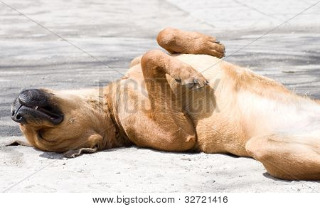 Cão deitado no chão de costas, dobrar as pernas.