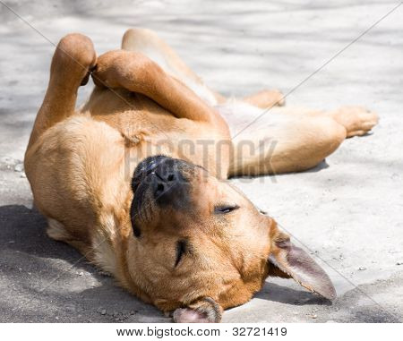 Cão deitado no chão de costas, dobrar as pernas.