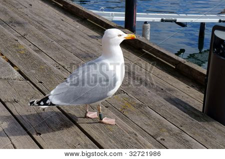Seagull standing on the harbor bridge. Oslo, Norway