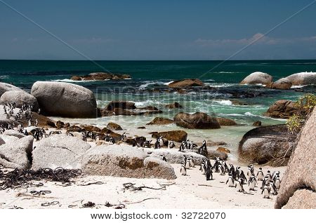 Pinguino africano a Boulders Beach