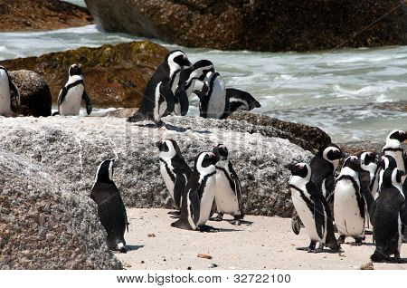 Pinguino africano a Boulders Beach