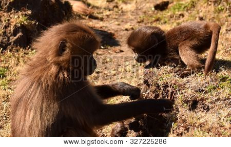 Baby Gelada (bleeding Heart) Baboon Playing With Another Older Baboon In The Simien Mountains Nation
