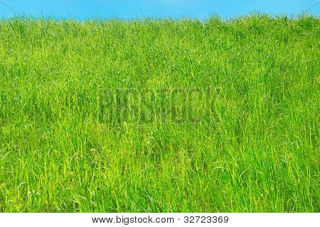 Das frische Gras auf dem HÃ¼gel. Hintergrund.