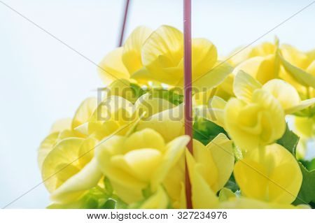 Yellow Flowers Begonia, Tuberous Begonias (begonia Tuberhybrida)