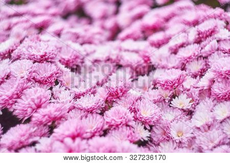 Red Chrysanthemums Bunch In Floral Shop, Seamless Pattern Flowers Background. Bouquet Of Red-yellow 