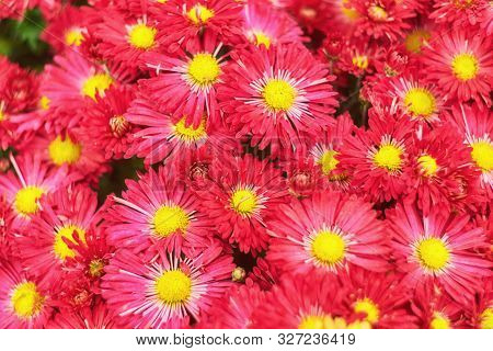 Red Chrysanthemums Bunch In Floral Shop, Seamless Pattern Flowers Background. Bouquet Of Red-yellow 