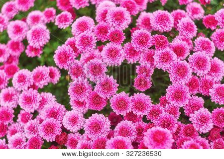 Red Chrysanthemums Bunch In Floral Shop, Seamless Pattern Flowers Background. Bouquet Of Red-yellow 