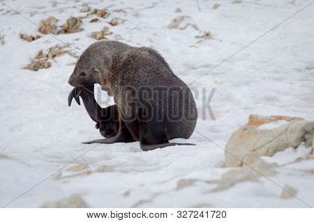 The Antarctic Fur Seal With Opening Mouth Sitting On The Snow, Argentine Islands Region, Galindez Is