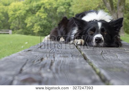 Portrait Of A Funny Border Collie Puppy Dozing On The Table