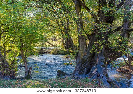 Scenic View Of An Old Beech Tree Near Olt River At Autumn In Transylvania, Romania