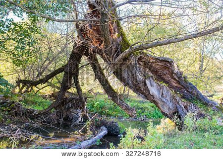 Broken Hollow Willow Tree Near Olt River At Autumn In Transylvania, Romania.