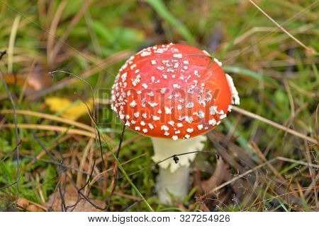 Red Flybane (amanita Muscaria) In The Forest Somwhere In Poland.