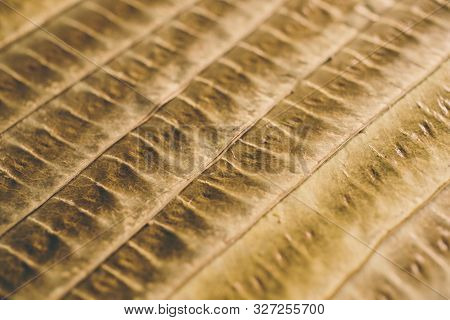 Brown Leaf Texture And Background. Macro View Of Dry Leaf Texture. Organic And Natural Pattern. Abst