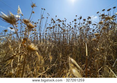 Dried Dead Field Of Milk Thistle Under Blue Sky
