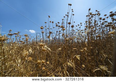 Dried Dead Field Of Milk Thistle Under Blue Sky