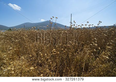 Dried Dead Field Of Milk Thistle Under Blue Sky