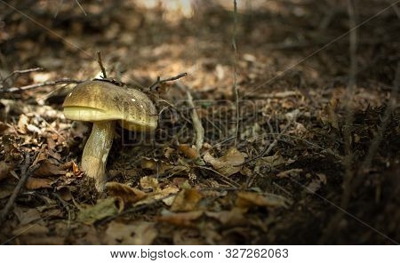 Fungus (mushroom) Boletus Edulis, Aereus, Aestivalis, Pinophilus, Newly Found And Caught In The Wood